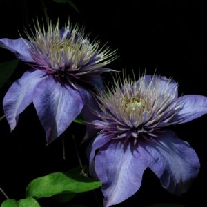 Clématite 'Multi Blue' - Clematis