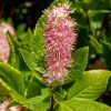 Cléthra à feuilles d'Aulne 'Ruby Spice' - Clethra- Bio Le Bourgeon