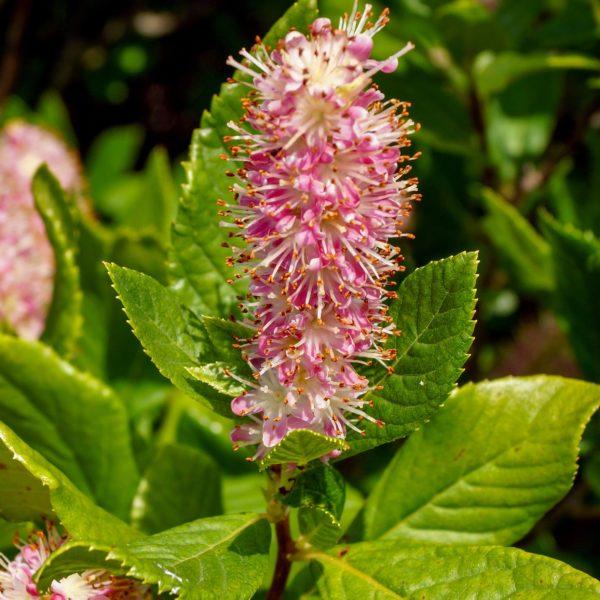Cléthra à feuilles d'Aulne 'Ruby Spice' - Clethra- Bio Le Bourgeon