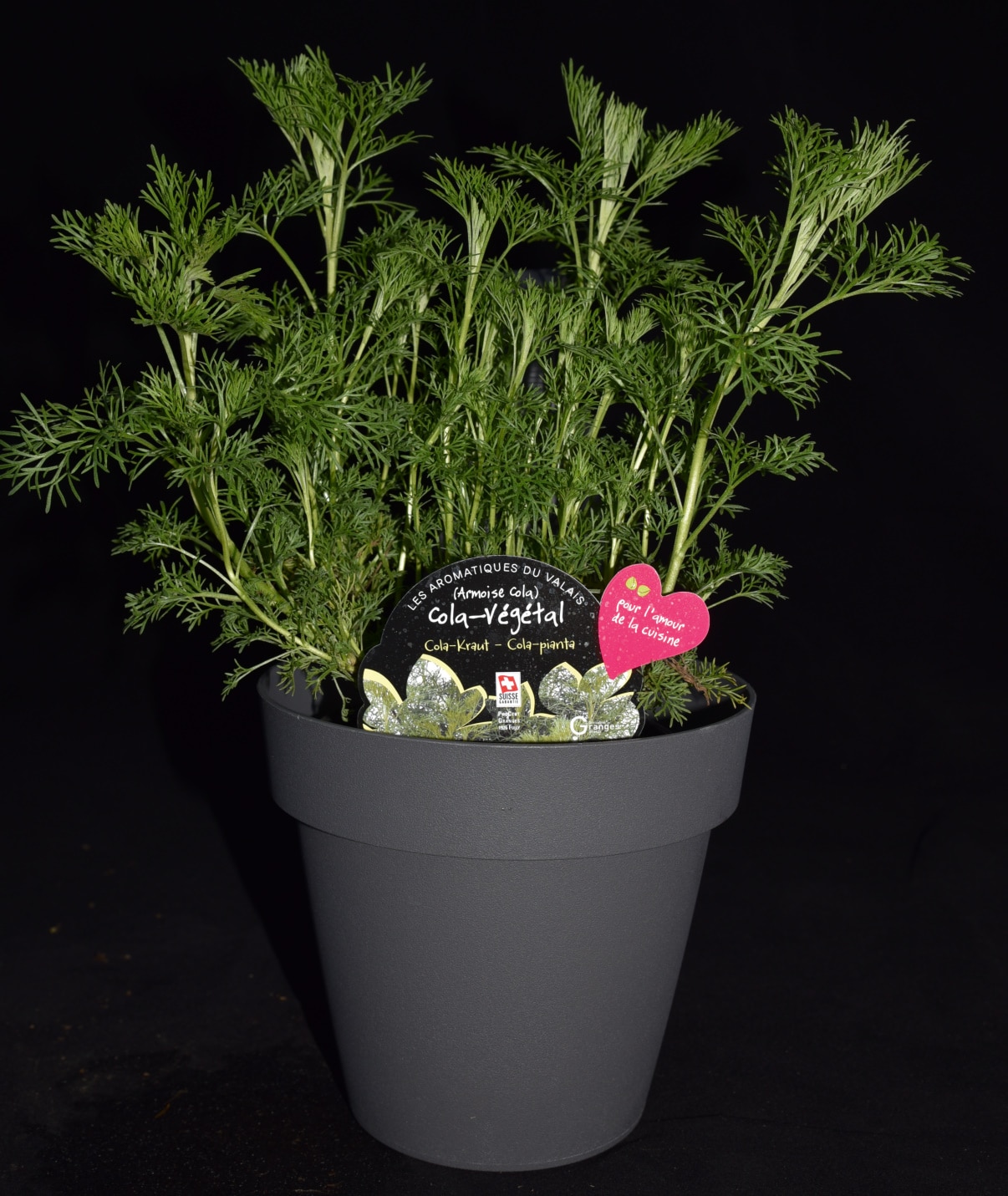 Cola-Végétal, Armoise Cola – Image 2