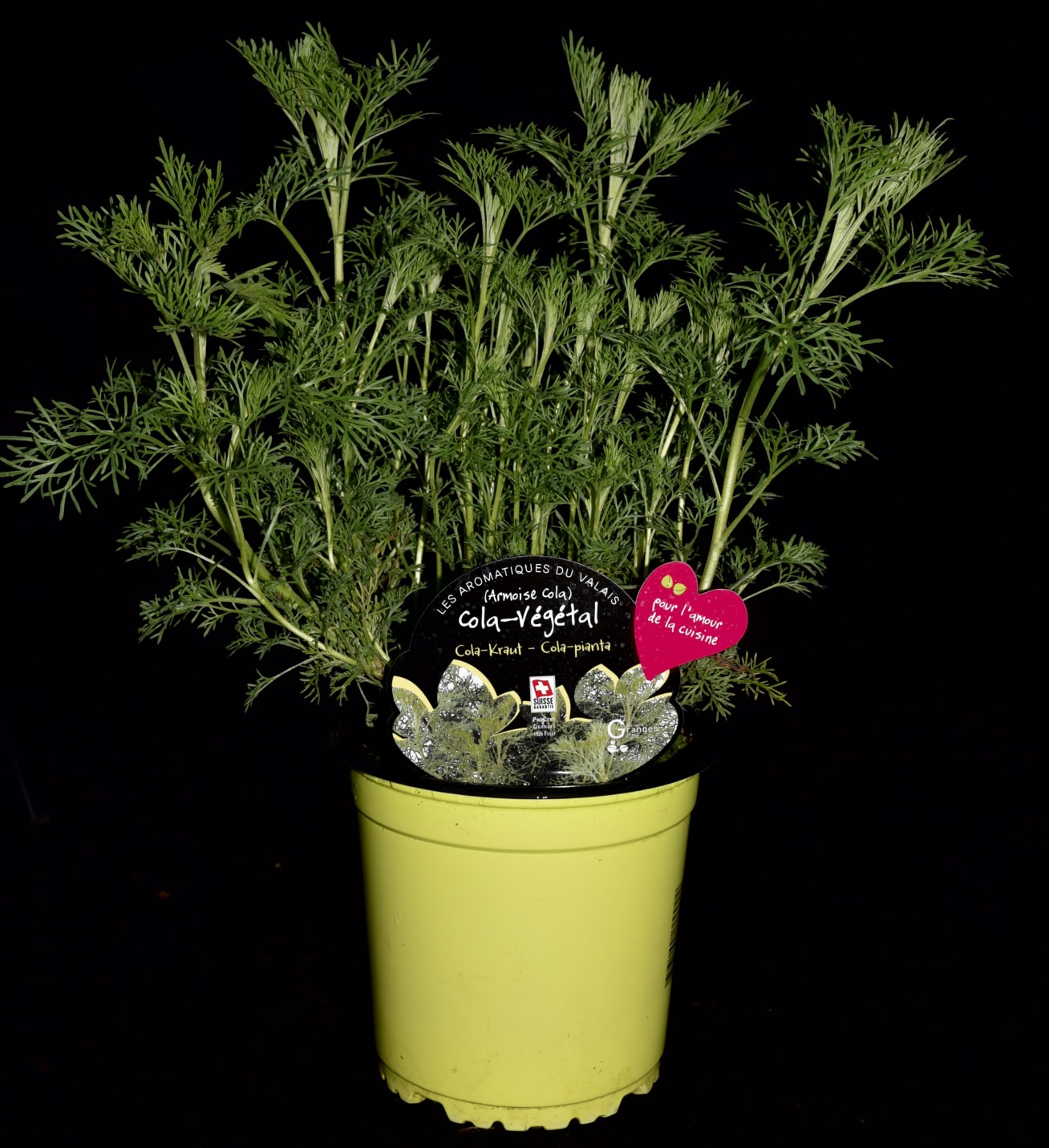 Cola-Végétal, Armoise Cola