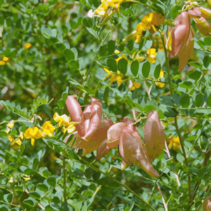 Baguenaudier - Colutea