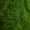 Panneau de mousse de forêt vert foncé et son cadre de montage – Image 4