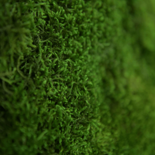 Panneau de mousse de forêt vert foncé et son cadre de montage – Image 4