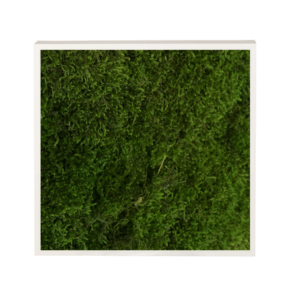 Panneau de mousse de forêt vert foncé et son cadre de montage