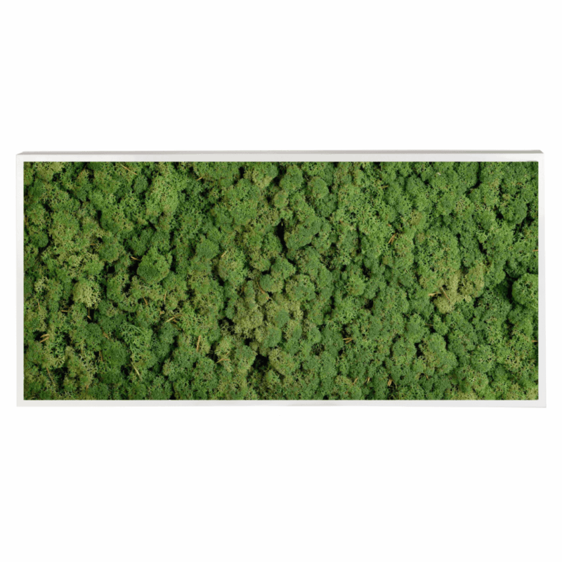 Panneau de mousse naturelle vert foncé et son cadre de montage