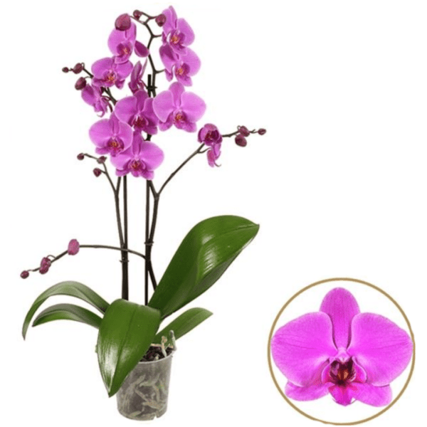 Orchidée Phalaenopsis rose