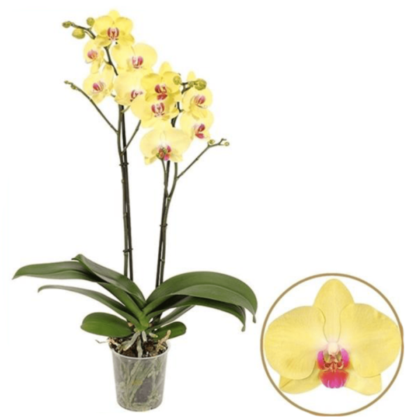 Orchidée Phalaenopsis jaune