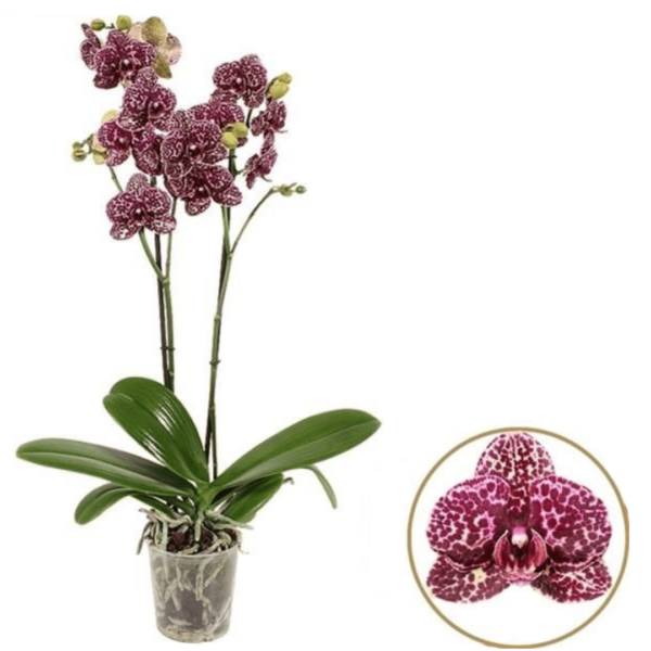 Orchidée Phalaenopsis moucheté