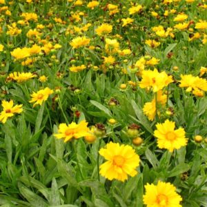 Coréopsis à grandes fleurs - Coreopsis