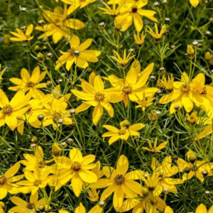 Coréopsis verticillé - Coreopsis