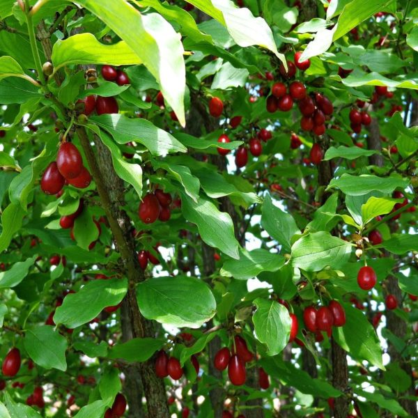 Cornouiller mâle - Cornus mas- Bio Le Bourgeon