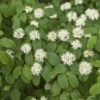 Cornouiller sanguin - Cornus- Bio Le Bourgeon