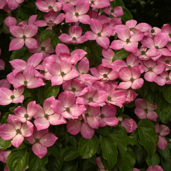 Cornouiller du Japon 'Satomi' - Cornus kousa "Satomi"