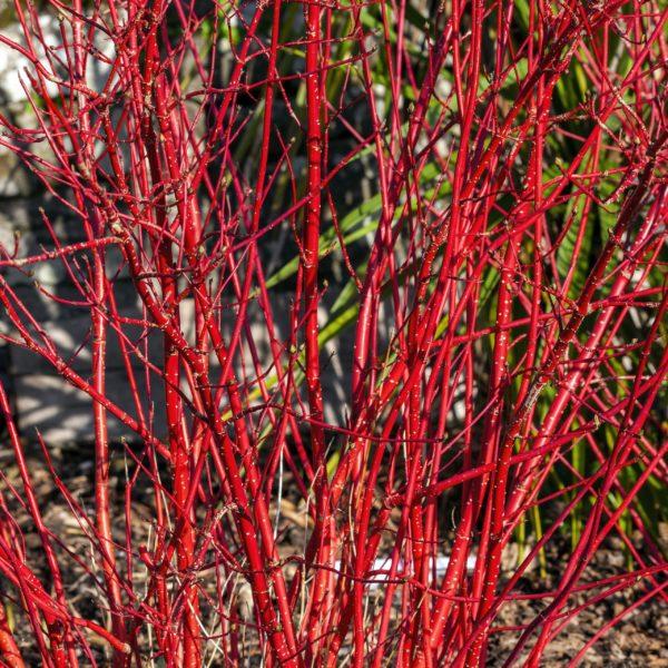 Cornouiller blanc de Sibérie - Cornus 'Sibirica'- Bio Le Bourgeon