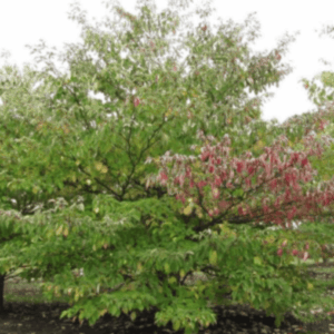 Cornouiller tabulaire - Cornus controversa