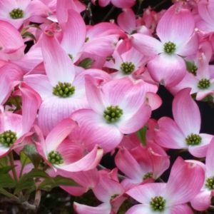 Cornouiller de Floride 'Rubra' - Cornus
