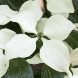 Cornouiller du Japon Schmetterling - Cornus kousa
