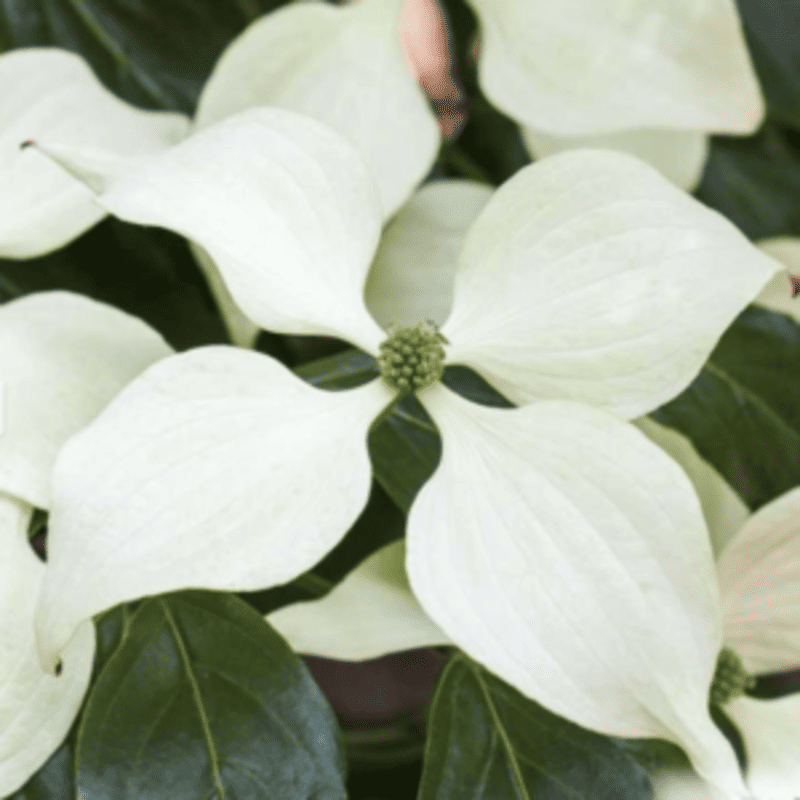 Cornouiller du Japon Schmetterling - Cornus kousa
