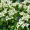 Cornouiller du Japon - Cornus