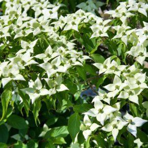 Cornouiller du Japon - Cornus
