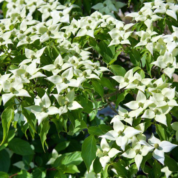 Cornouiller du Japon - Cornus