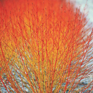 Cornouiller sanguin 'Winter Flame' - Cornus- Bio Le Bourgeon