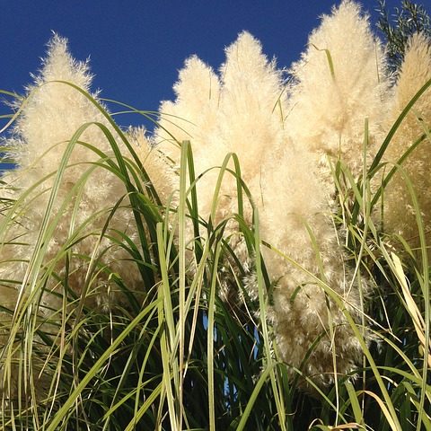 Herbe de la pampa - Cortaderia - Gardencenter.ch