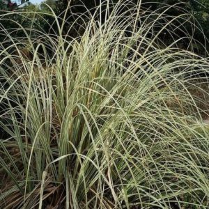 Herbe de la pampa panaché - Cortaderia
