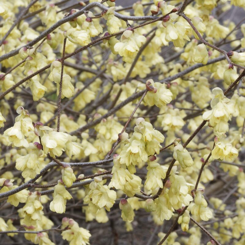 Noisetier du Japon - Corylopsis