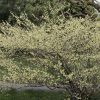Noisetier du Japon - Corylopsis – Image 2