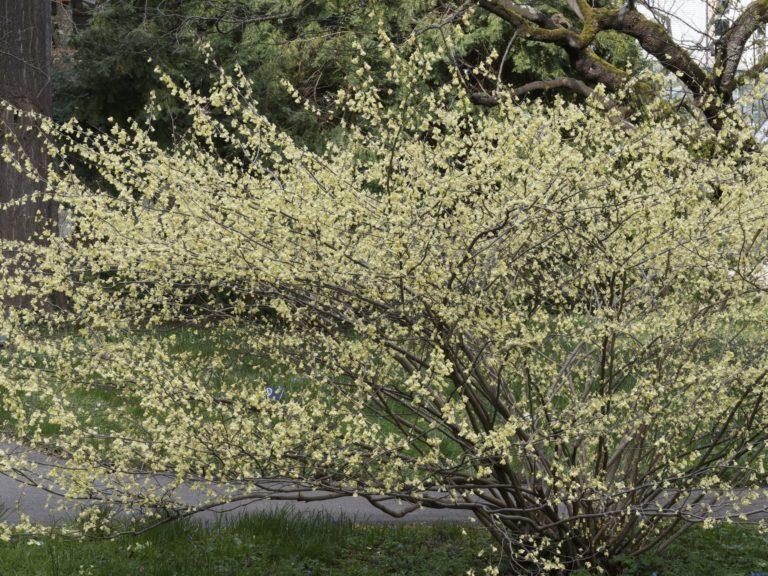 Noisetier du Japon - Corylopsis – Image 2