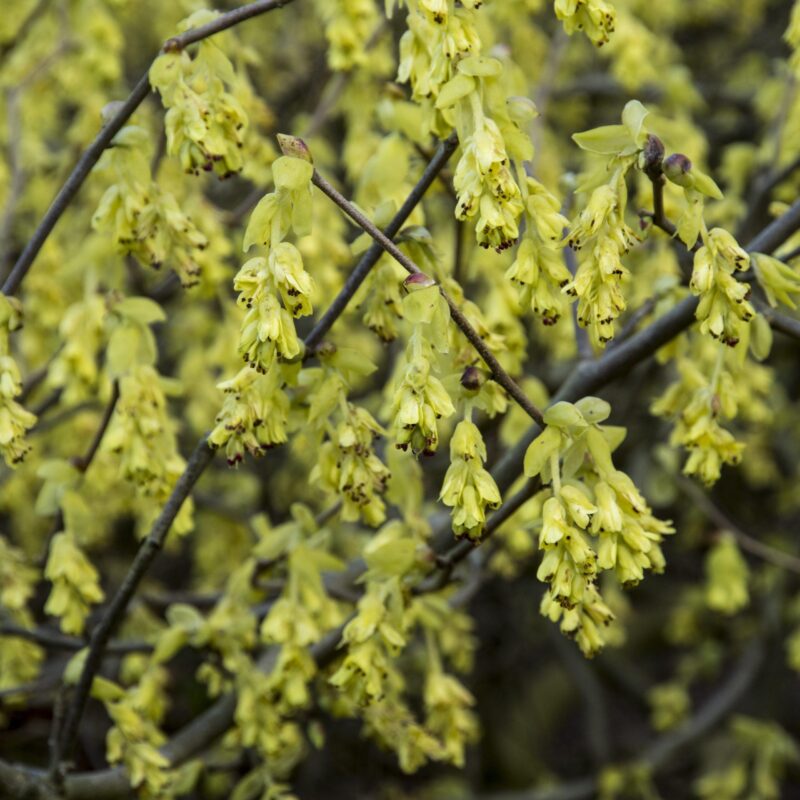 Noisetier d'hiver - Corylopsis