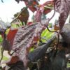 Noisetier tortueux 'Red Majestic' - Corylus- Bio Le Bourgeon