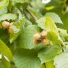Noisetier commun - Corylus- Bio Le Bourgeon