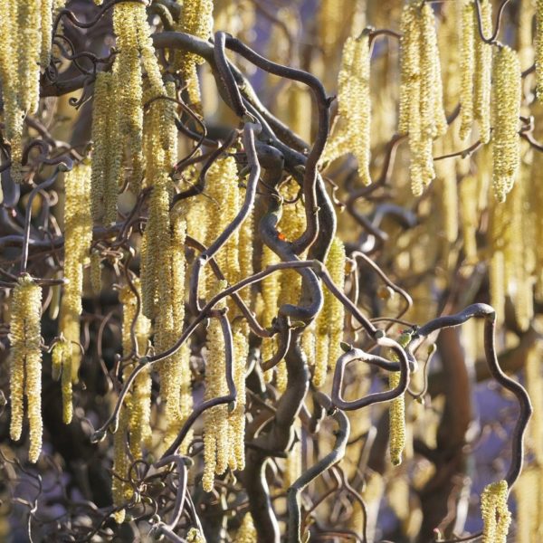 Noisetier tortueux - Corylus