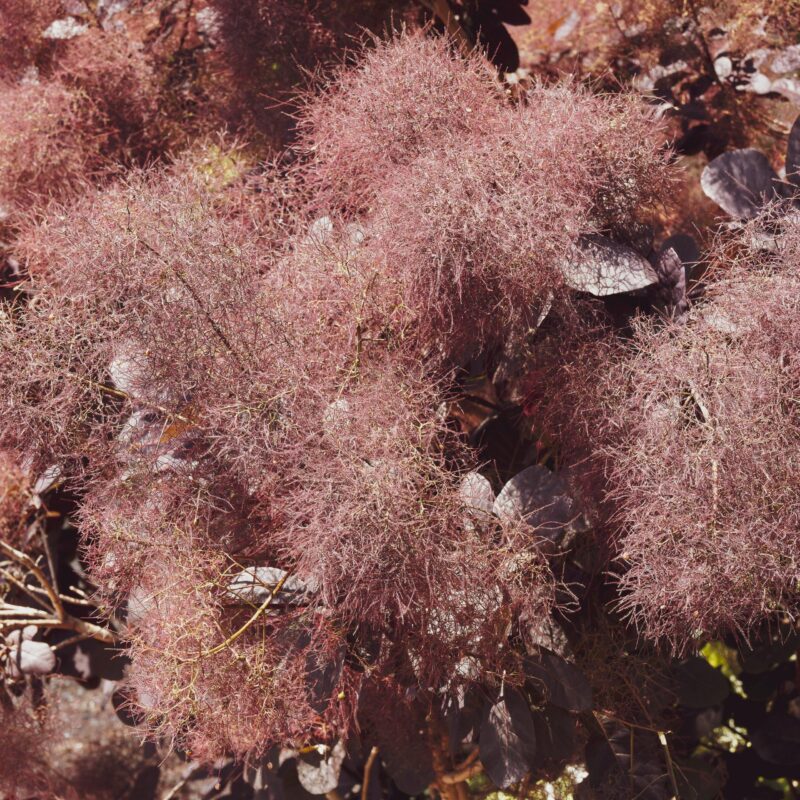 Arbre à perruques 'Londus' - Cotinus -Bio Le Bourgeon