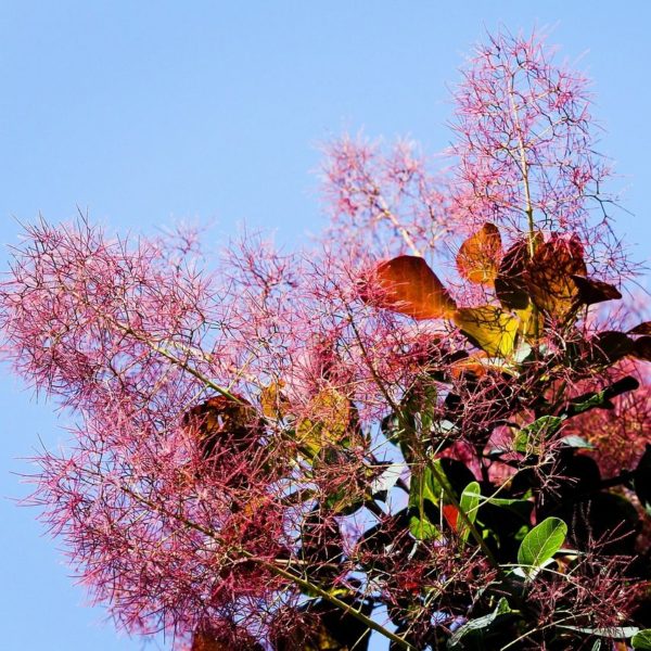 Arbres aux perruques 'Royal Purple' - Cotinus- Bio Le Bourgeon