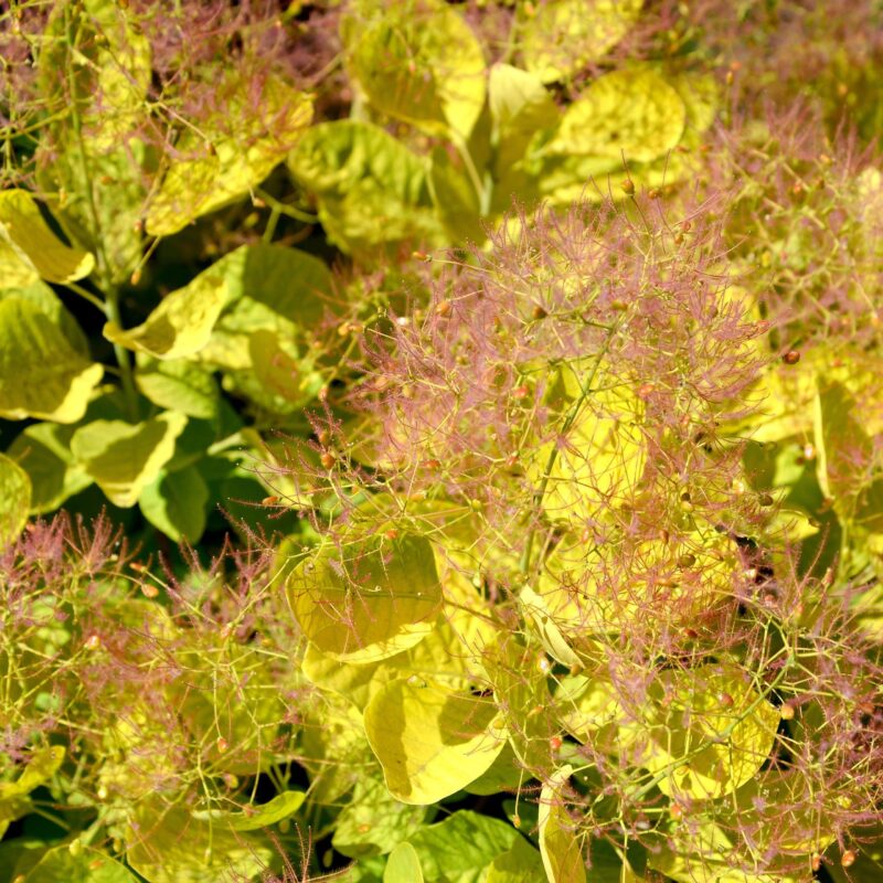 Arbres aux perruques 'Golden Spirit' - Cotinus