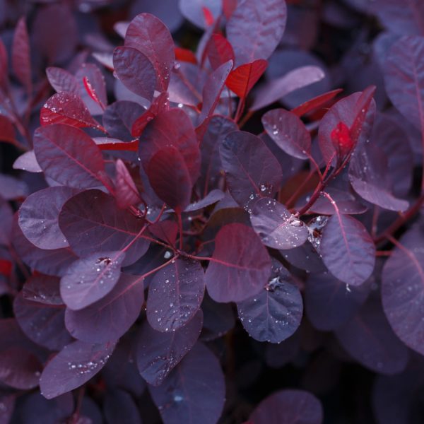 Arbres aux perruques 'Royal Purple' - Cotinus- Bio Le Bourgeon – Image 2