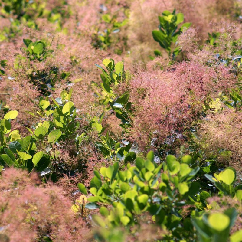 Arbre aux perruques 'Young Lady' - Cotinus- Bio Le Bourgeon