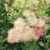 Arbres aux perruques - Cotinus -Bio Le Bourgeon