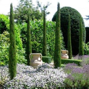 Cyprès d'Italie 'Totem' - Cupressus