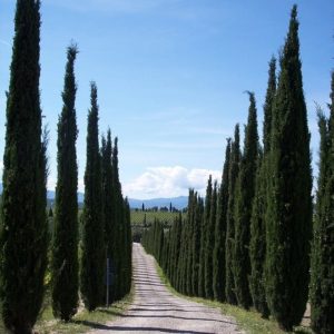 Cyprès d'Italie - Cupressus
