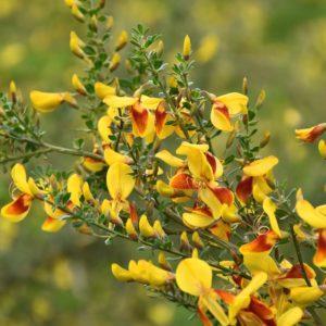Genêt 'Andreanus Splendens' - Cytisus