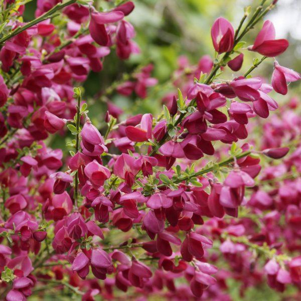 Genêt 'Boskoop Ruby' - Cytisus