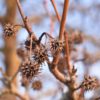 Copalme d'Amérique - Liquidambar – Image 2