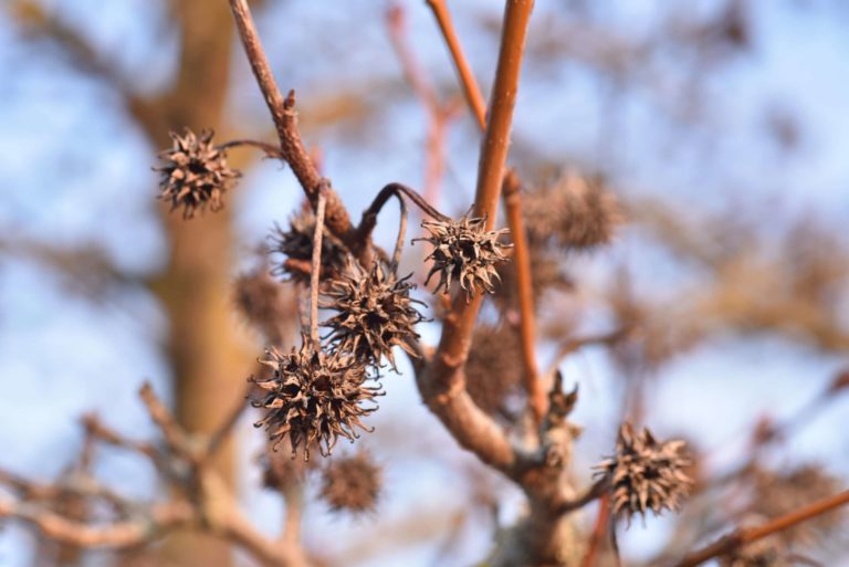 Copalme d'Amérique - Liquidambar – Image 2