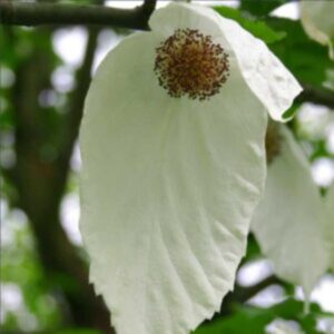 Arbre aux mouchoirs - Davidia involucrata