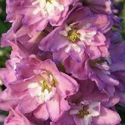Pied d'alouette rose